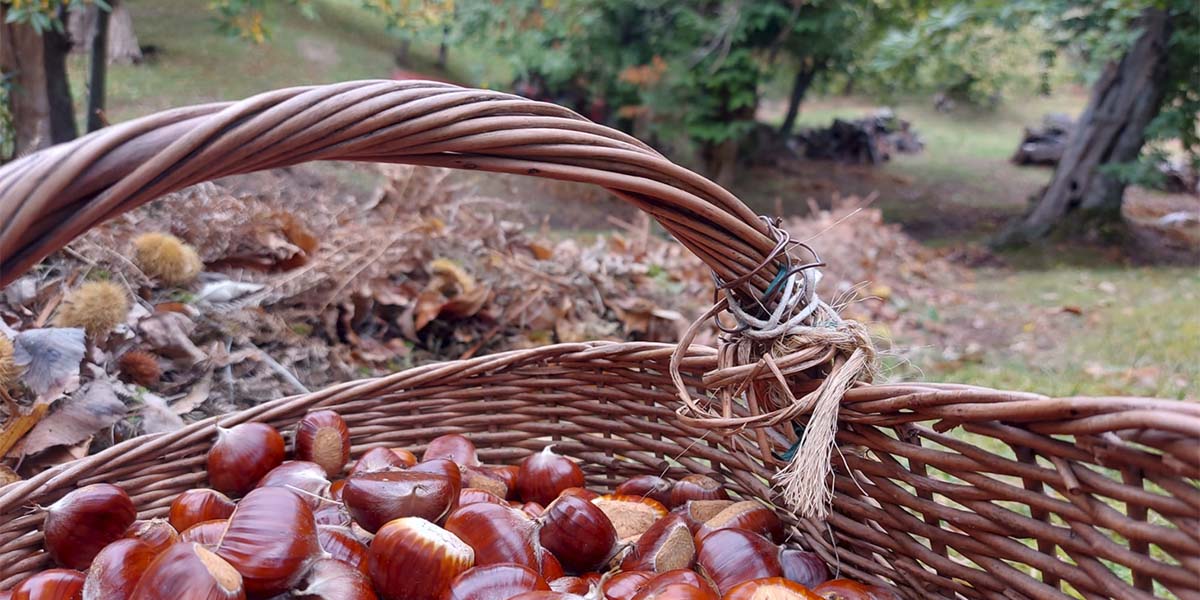 Castanicoltura, la muffa rovina le ultime settimane di raccolta